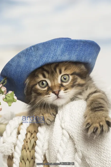  : Siberian kitten inside