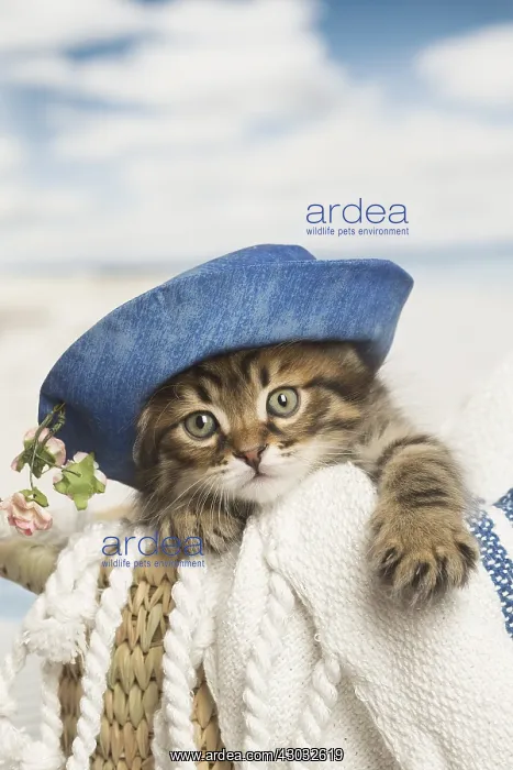  : Siberian kitten inside
