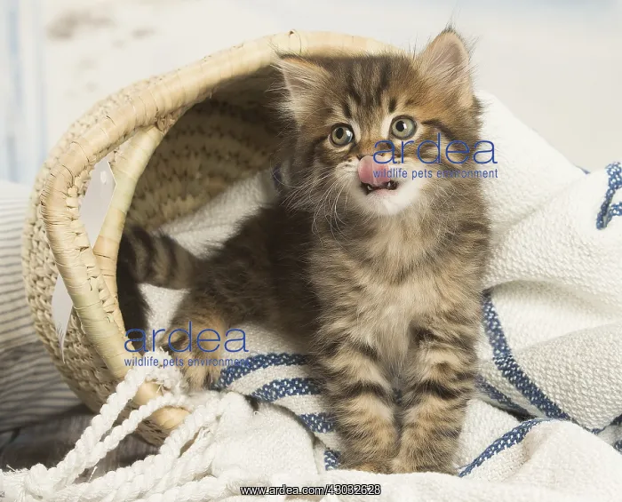  : Siberian kitten inside
