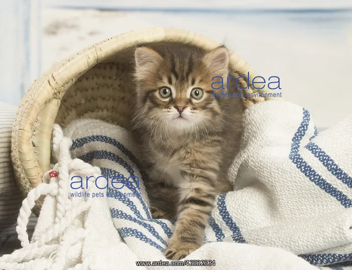  : Siberian kitten inside