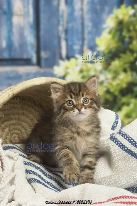  : Siberian kitten inside