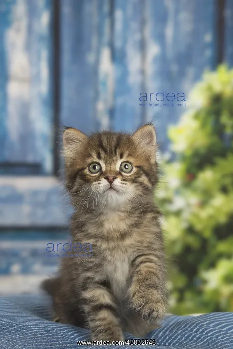  : Siberian kitten inside