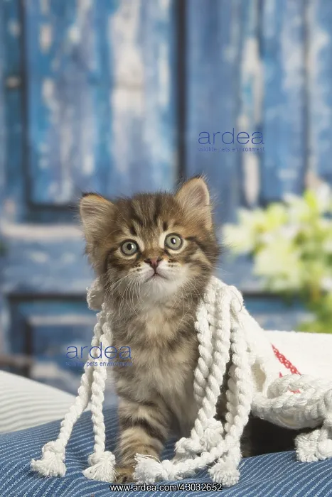  : Siberian kitten inside