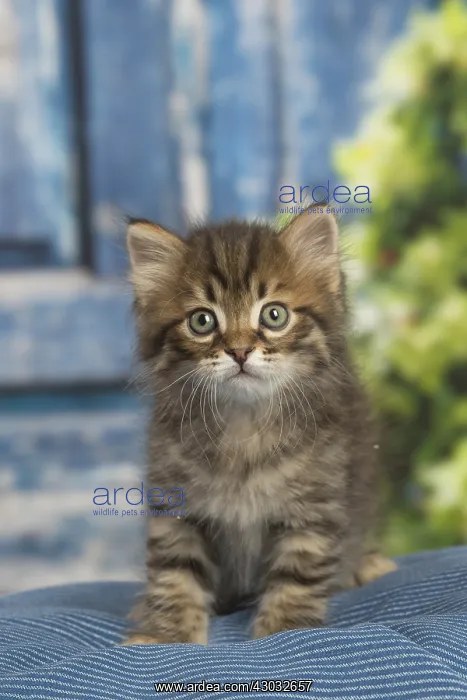  : Siberian kitten inside