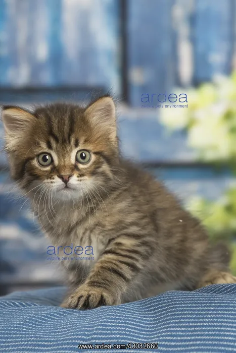  : Siberian kitten inside