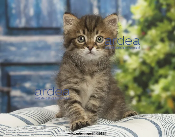 : Siberian kitten inside