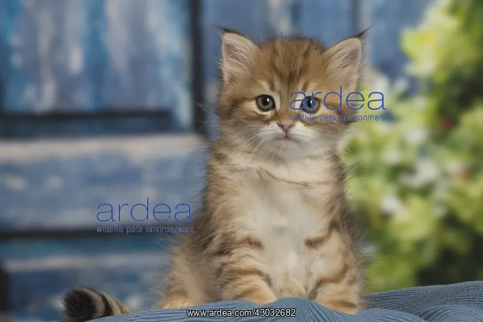  : Siberian kitten inside