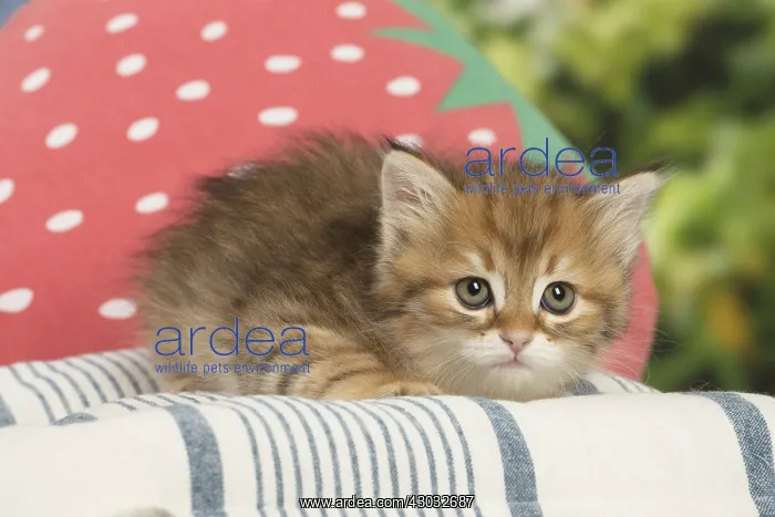  : Siberian kitten inside