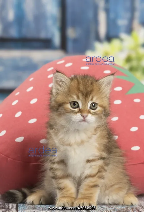  : Siberian kitten inside