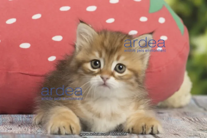  : Siberian kitten inside