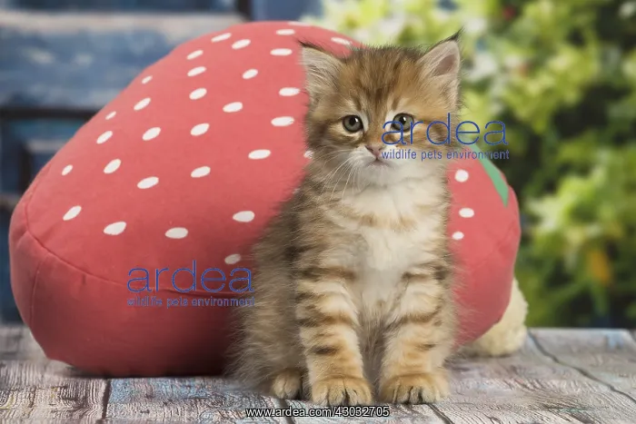  : Siberian kitten inside