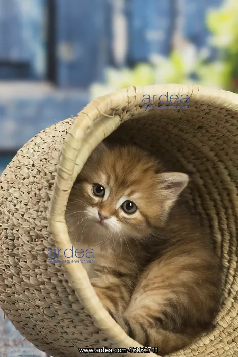  : Siberian kitten inside