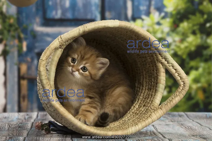  : Siberian kitten inside