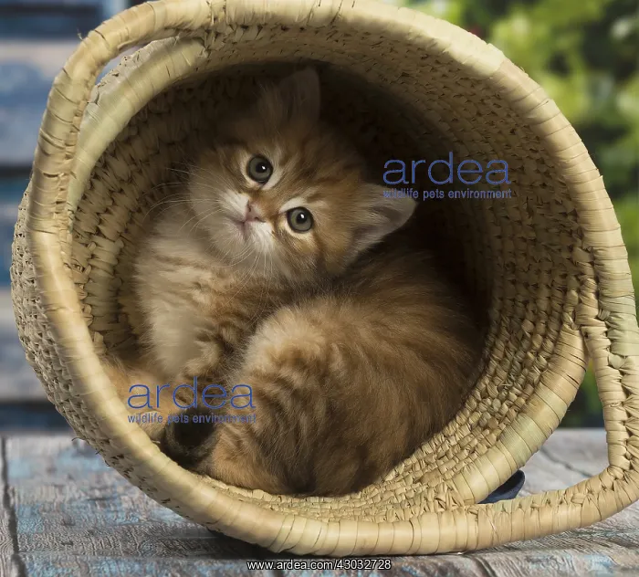  : Siberian kitten inside