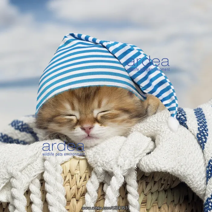 : Siberian kitten sleeping wearing a nightcap : Siberian kitten sleeping wearing a nightcap