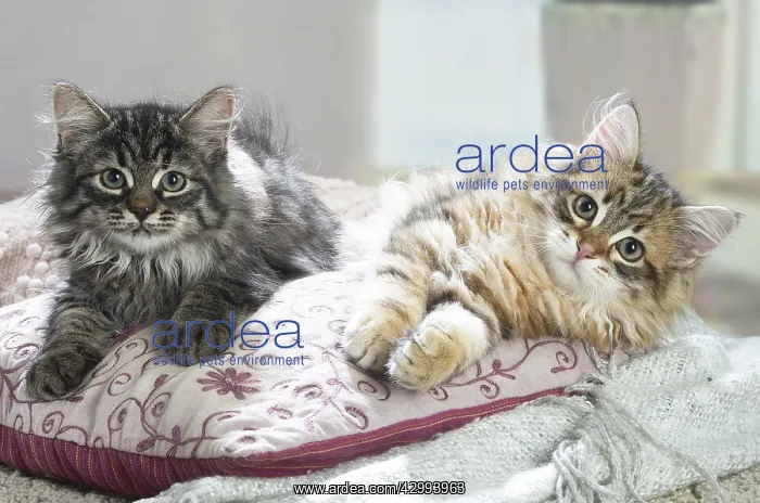 : Two Siberian kittens indoors : Two Siberian kittens indoors