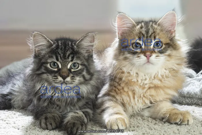 : Two Siberian kittens indoors : Two Siberian kittens indoors