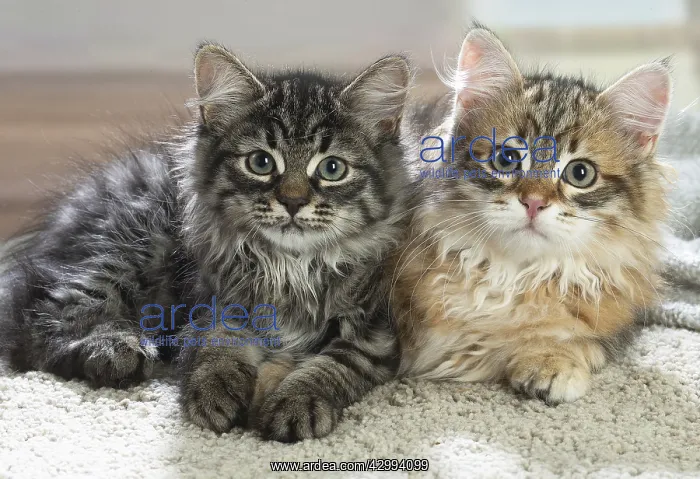 : Two Siberian kittens indoors : Two Siberian kittens indoors