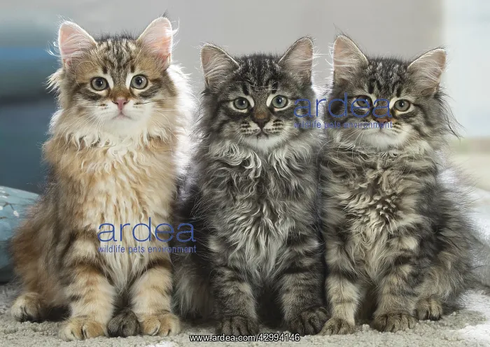: Three Siberian kittens indoors : Three Siberian kittens indoors