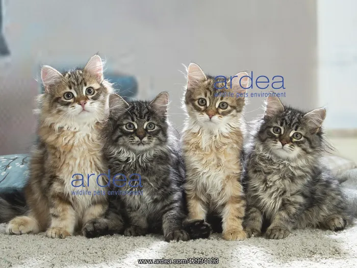 : Four Siberian kittens indoors : Four Siberian kittens indoors