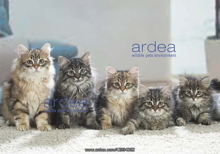 : Five Siberian kittens indoors : Five Siberian kittens indoors