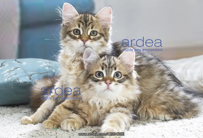 : Two Siberian kittens indoors : Two Siberian kittens indoors