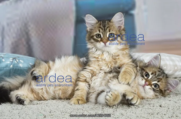 : Two Siberian kittens indoors : Two Siberian kittens indoors