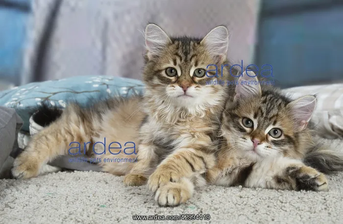 : Two Siberian kittens indoors : Two Siberian kittens indoors