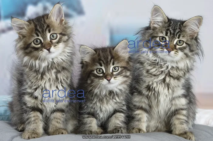 : Three Siberian kittens indoors : Three Siberian kittens indoors