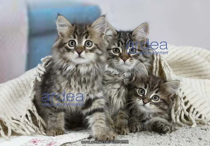 : Three Siberian kittens indoors : Three Siberian kittens indoors