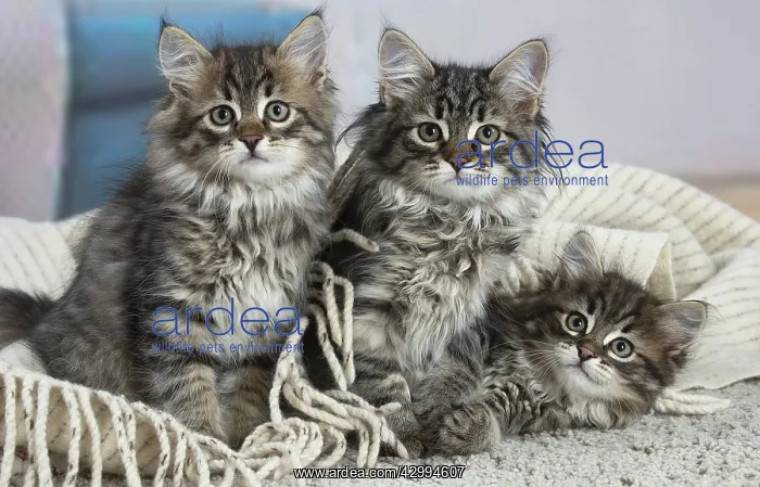 : Three Siberian kittens indoors : Three Siberian kittens indoors