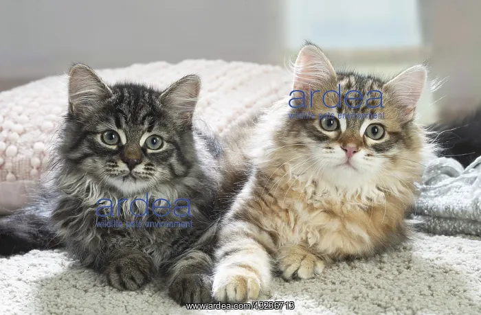 : Two Siberian kittens indoors : Two Siberian kittens indoors