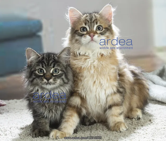 : Two Siberian kittens indoors : Two Siberian kittens indoors