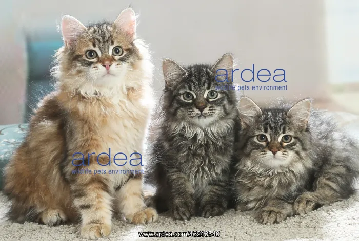 : Three Siberian kittens indoors : Three Siberian kittens indoors