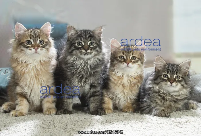 : Four Siberian kittens indoors : Four Siberian kittens indoors