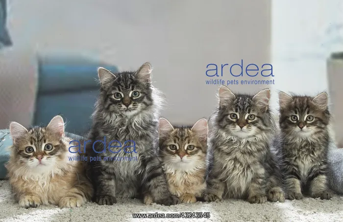 : Five Siberian kittens indoors : Five Siberian kittens indoors