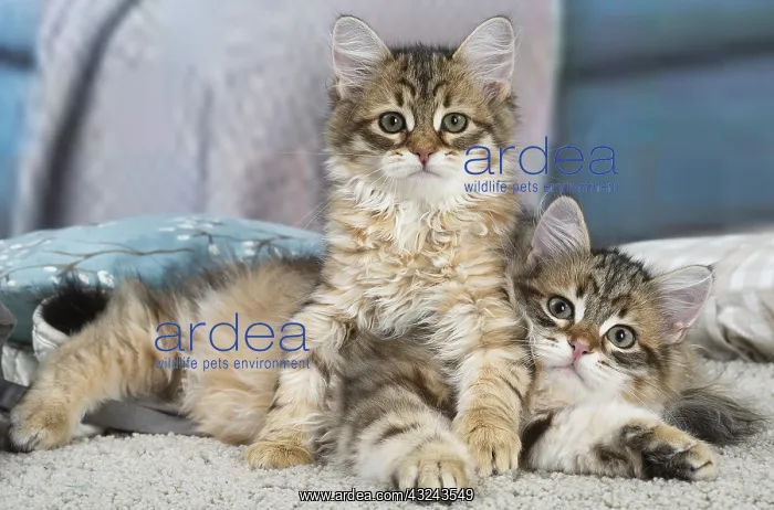 : Two Siberian kittens indoors : Two Siberian kittens indoors