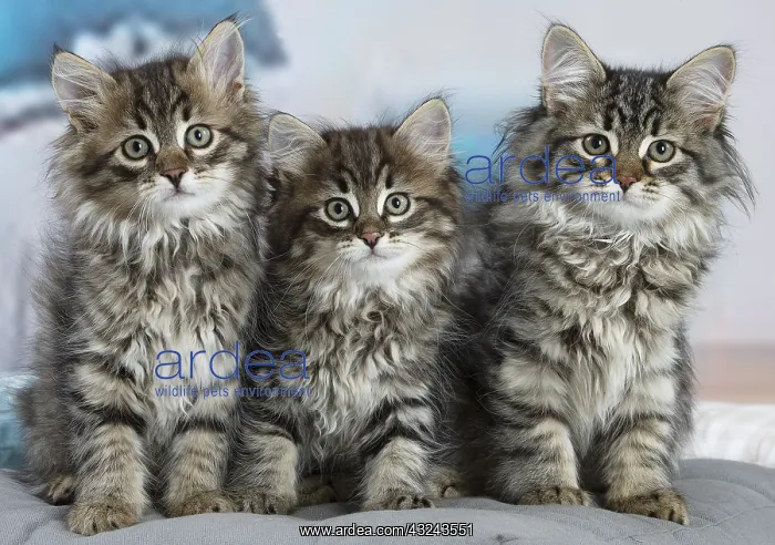 : Three Siberian kittens indoors : Three Siberian kittens indoors