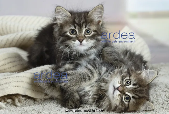 : Two Siberian kittens indoors : Two Siberian kittens indoors
