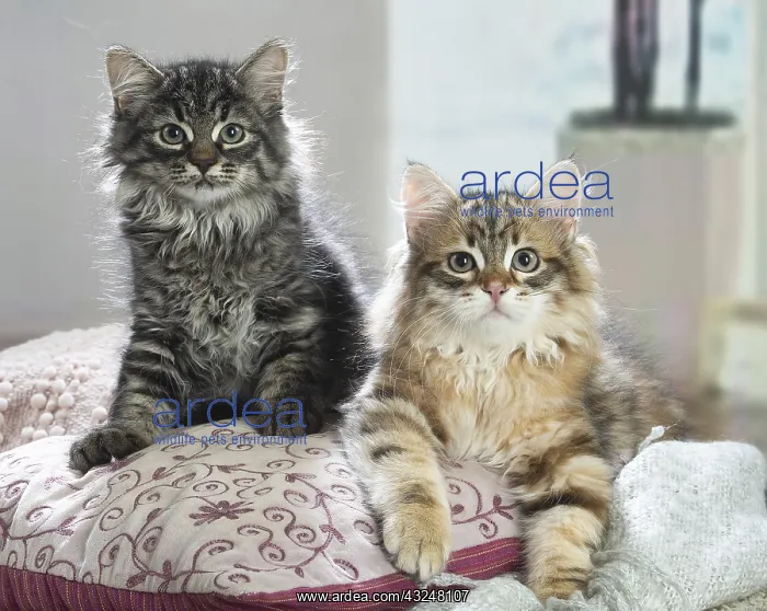 : Two Siberian kittens indoors : Two Siberian kittens indoors