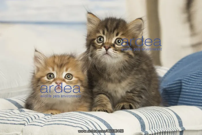  : Siberian kittens inside