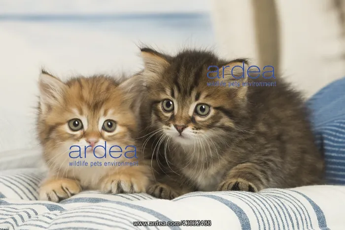  : Siberian kittens inside