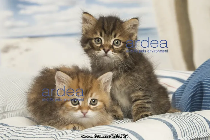  : Siberian kittens inside