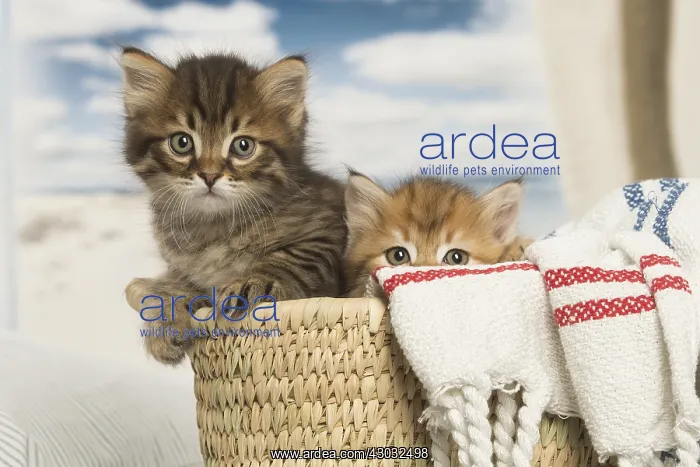  : Siberian kittens inside