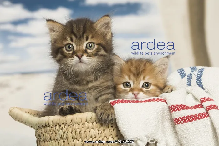  : Siberian kittens inside