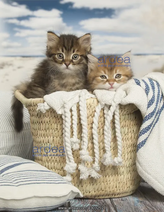  : Siberian kittens inside
