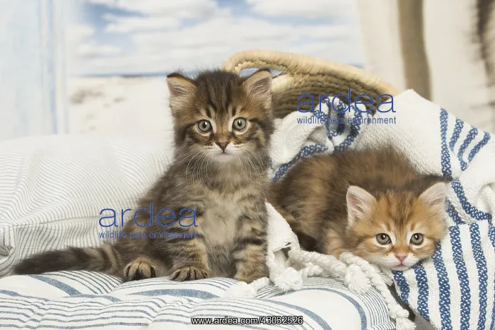  : Siberian kittens inside