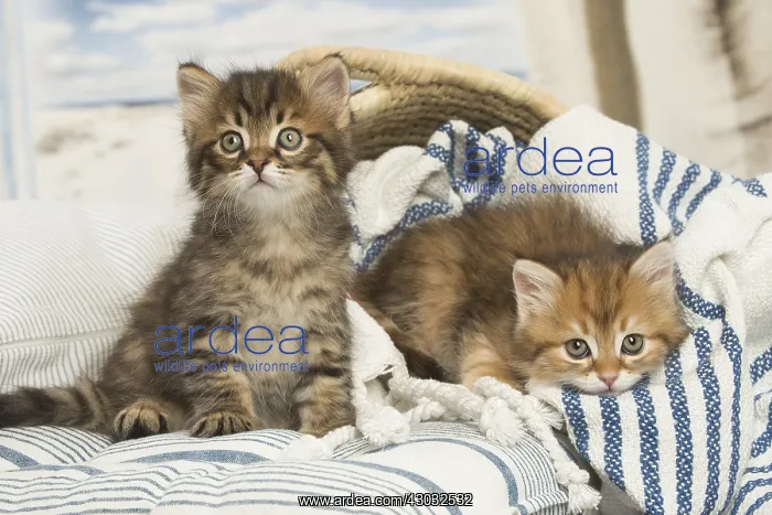  : Siberian kittens inside