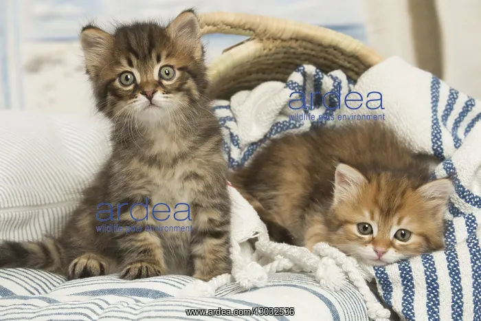  : Siberian kittens inside