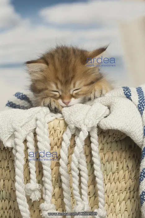  : Siberian kittens sleeping